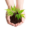 Plant in a hands