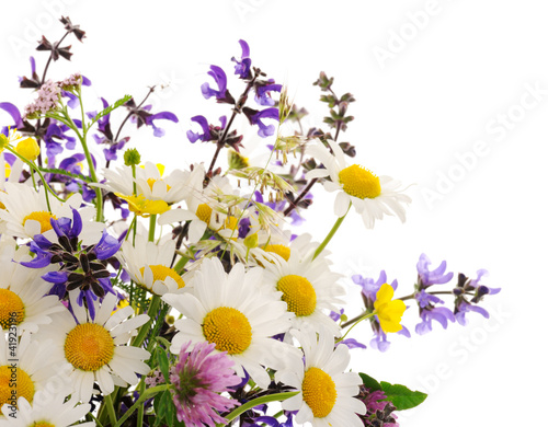 Foto: wildflowers wildflowers