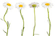 Daisies