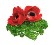 Fleurs d'anémone