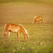 Horses breeding
