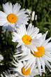 marguerite
