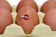 Photo: Broken egg detail Broken egg detail