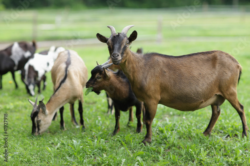 Photo: family goat family goat