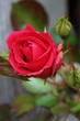 Red Rose