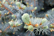 Pine needle young