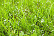 Petals are white in a green grass