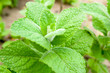 Mint