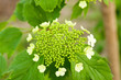 Flowering viburnum