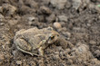 Toad on soil