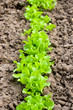Sprouts of lettuce on a bed
