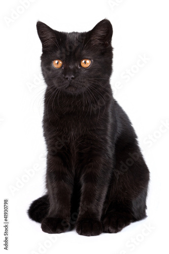 Photo: Black cat isolated on white Black cat isolated on white
