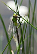 Young dragonfly dries wings