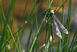 Dragonfly on top of the grass by lake