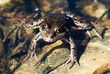 The frog is heated
