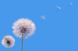 flight