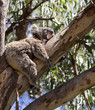 koala is sleeping on the tree koala is sleeping on the tree