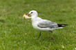 gull stole a piece of bread gull stole a piece of bread