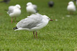 gull is huddling up gull is huddling up