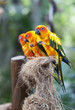 parrots are seatting on the branch parrots are seatting on the branch