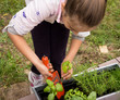 planter les plantes aromatiques