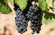 raisin noir