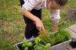 planter les plantes aromatiques
