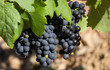 raisin noir