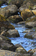 Spring floating through the stones.