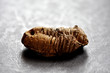Trilobite fossil