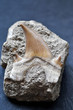 Fossil shark tooth