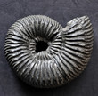 Fossilized ammonite