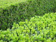 Foto: Buchshecke Buchshecke