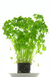 Parsley isolated Parsley isolated