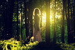In the Forest