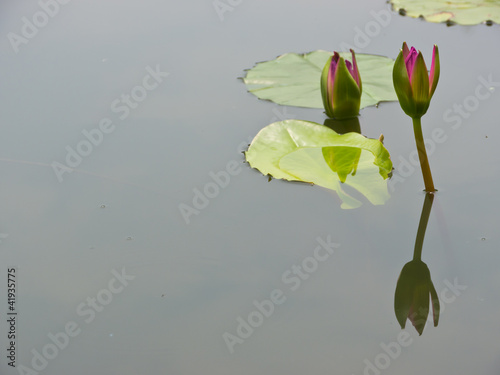 Photo: Red water lily Red water lily