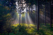Rays of light in a dark forest Rays of light in a dark forest