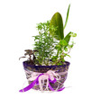 indoor plant in a pot indoor plant in a pot