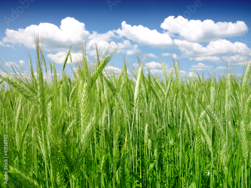 Photo: green wheat field green wheat field