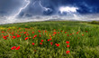 Field of Corn Poppy Flowers Papaver in Spring