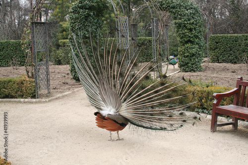 Photo : Pavo Real Pavo Real