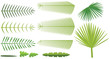 Set of palm leaves Set of palm leaves