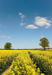 Canola field.