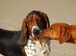 Dogs kissing dog
