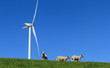Lamb and wind turbine
