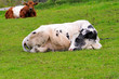 Lazy Cow