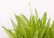 Plantain