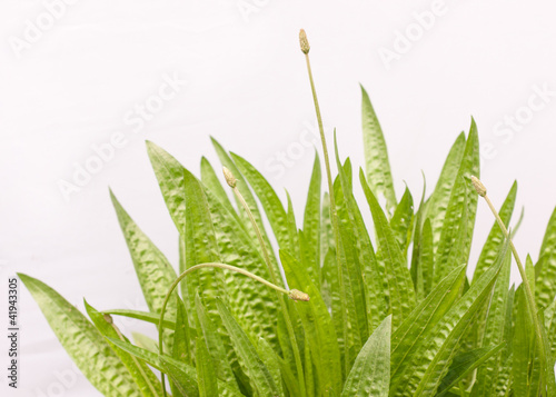 Photo: Plantain Plantain