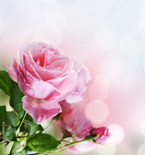 Photo: Rose in the garden Rose in the garden