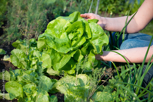 Photo: picking vegetables picking vegetables